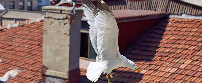 Residential Chimney Animal Removal Solution in Delray Beach, FL